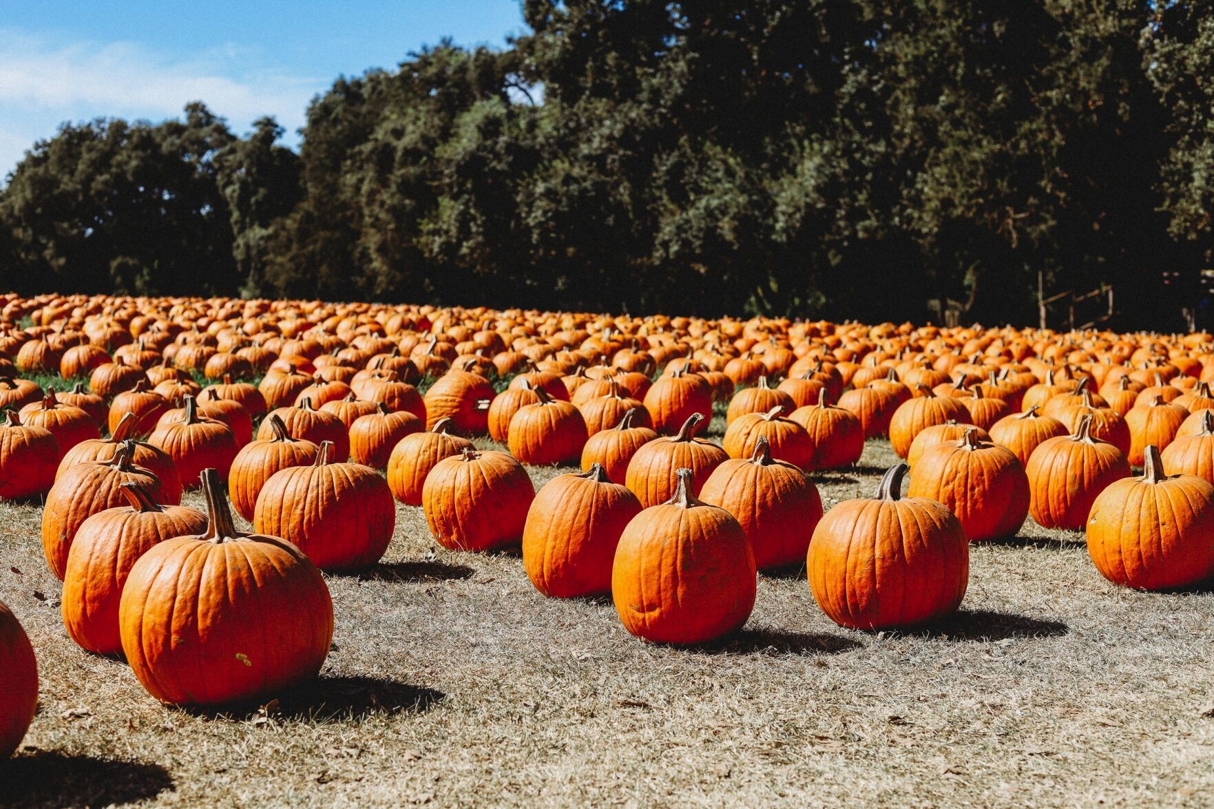 Pumpkin